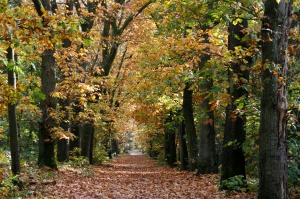 Zeisterbos