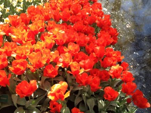 IMG_1180