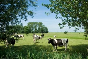 kameryck_koeien_in_weiland
